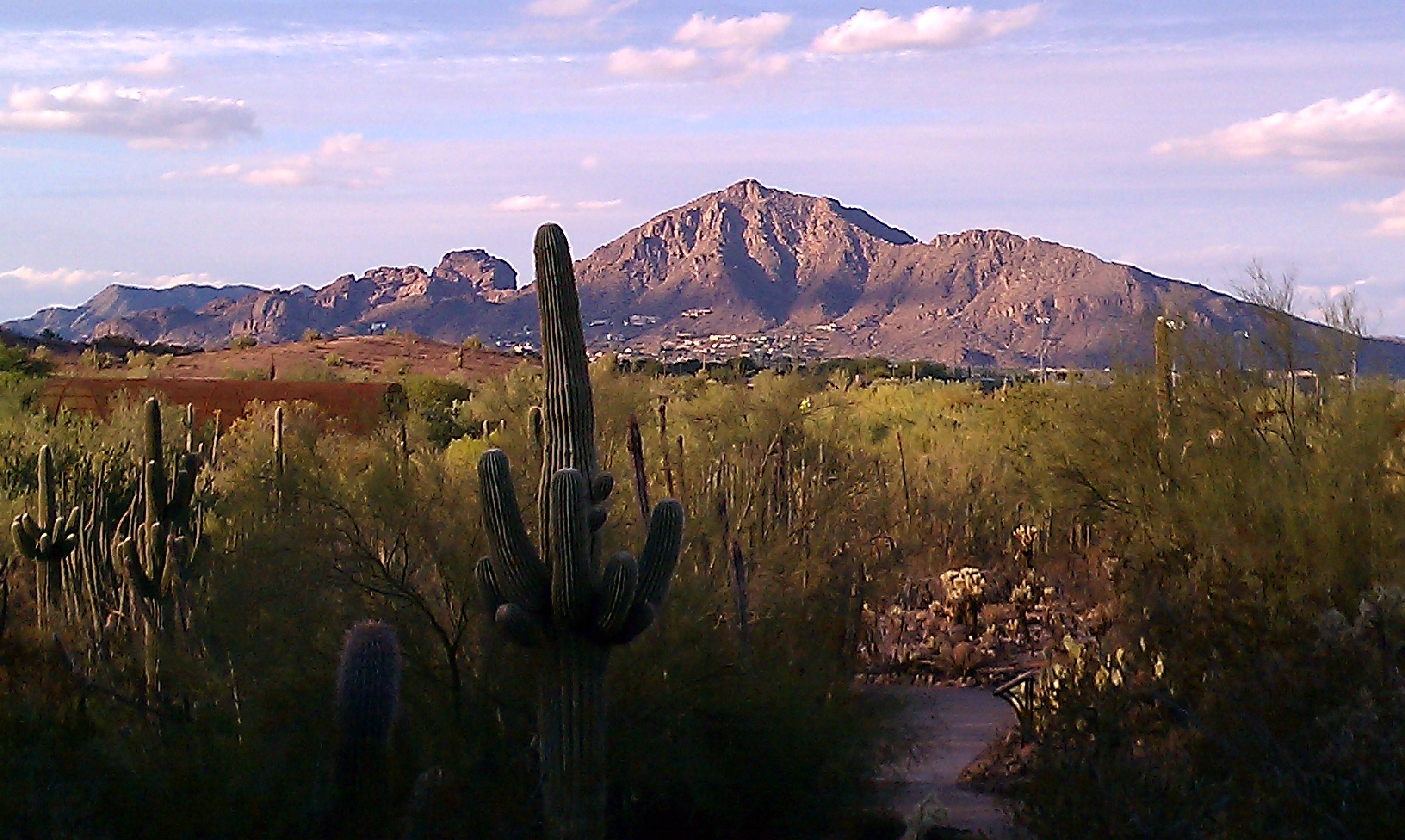 10 Best Places to See Wildflowers in Arizona